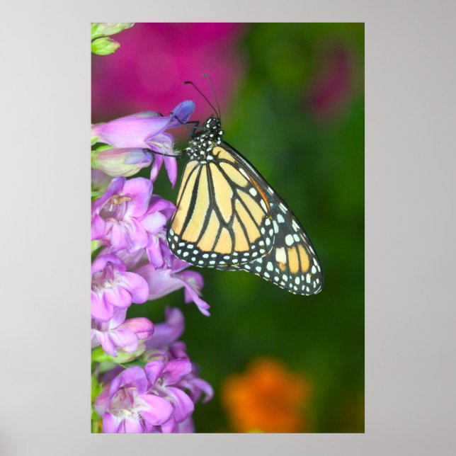 Affiche Monarque | Danaus Plexippus (Devant)