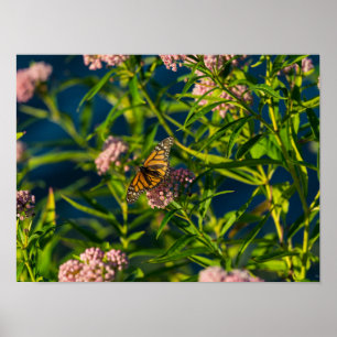 Affiche Monarque Et Milkweed