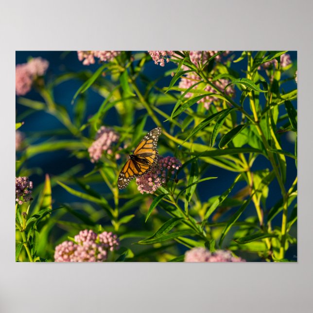 Affiche Monarque Et Milkweed (Devant)