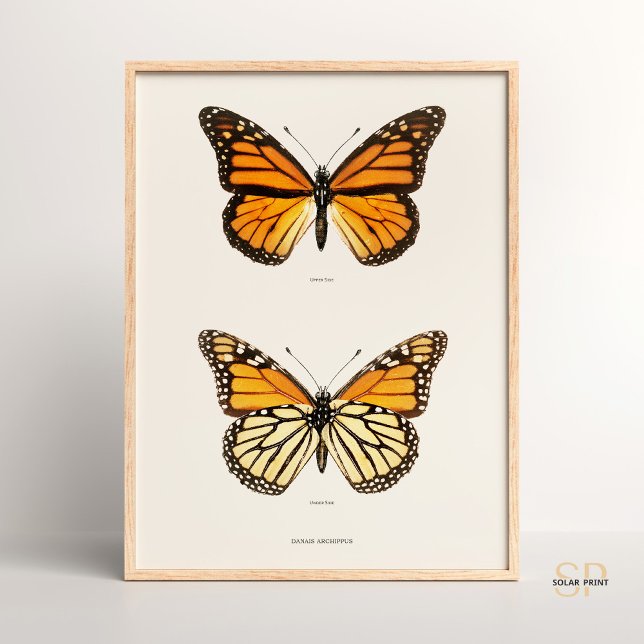 Affiche Monarque papillon Danais Archippus Sherman Denton (Créateur téléchargé)