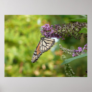 Affiche Monarque sur Buddleia