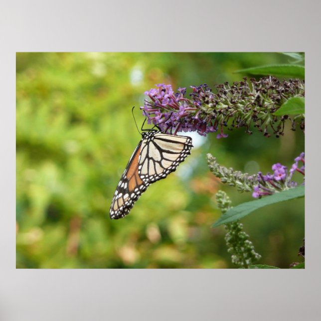 Affiche Monarque sur Buddleia (Devant)