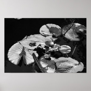 Affiche Monde de grenouilles