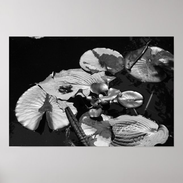 Affiche Monde de grenouilles (Devant)