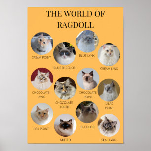 Affiche Monde de la Ragdoll, A3 imprimable ou plus petit