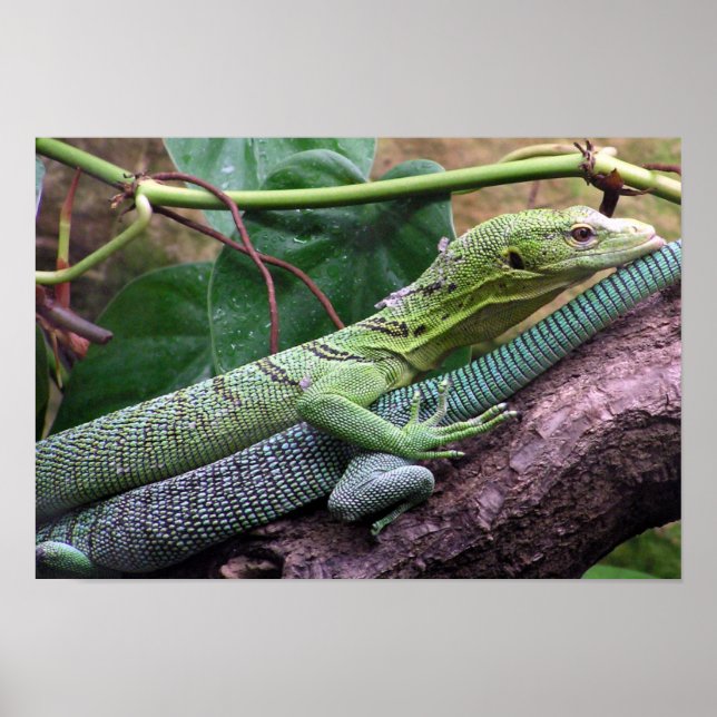 Affiche Moniteur à arbre vert - Varanus prasinus (Devant)