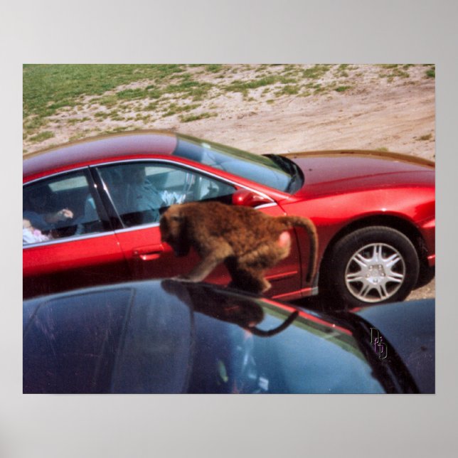 Affiche Monkey Business (Devant)