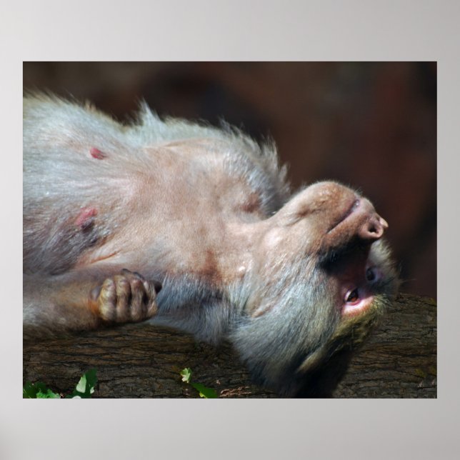 Affiche Monkey juste chill (Devant)