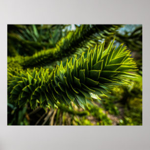 Affiche Monkey Puzzle Tree - Photographie d'arbre