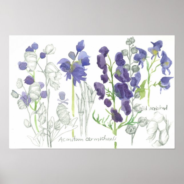 Affiche Monkshood Poisonous Plants Botanical Study (Devant)