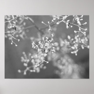 Affiche Monochrome Meadow