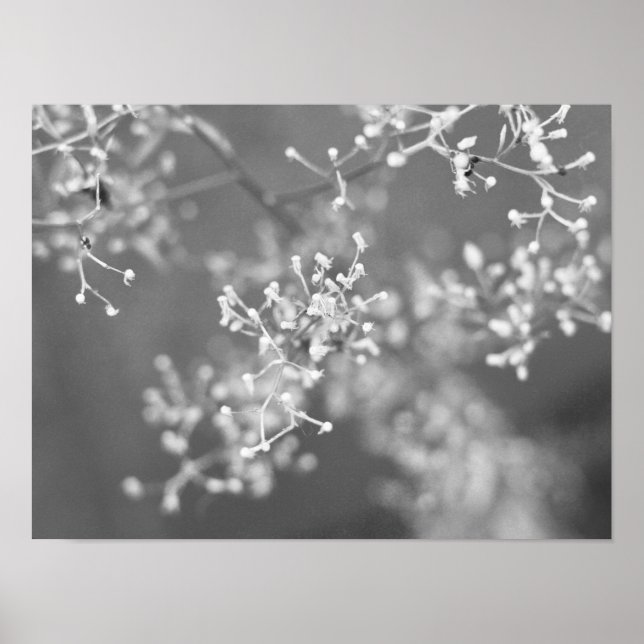 Affiche Monochrome Meadow (Devant)