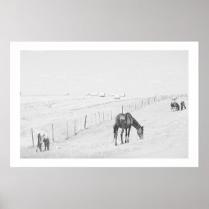 Affiche Monochrome noir blanc paysage rural Chevaux sauvag