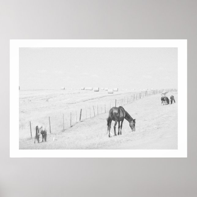 Affiche Monochrome noir blanc paysage rural Chevaux sauvag (Devant)