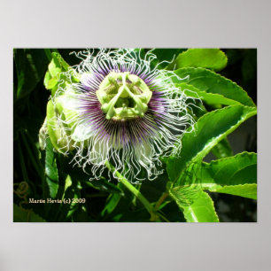 Affiche Monster Flower Print - Sélectionnez votre cadre