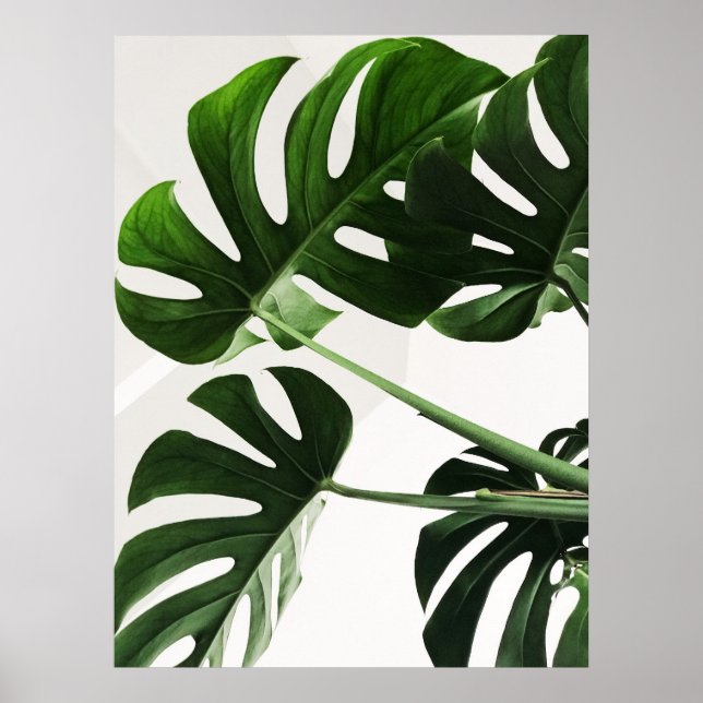 Affiche Monstera (Devant)