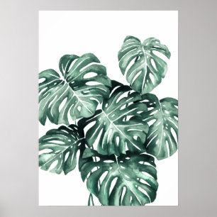 Affiche Monstera Deliciosa Feuilles
