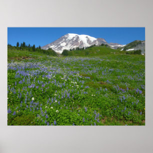 Affiche Mont Rainier avec des lupins violets