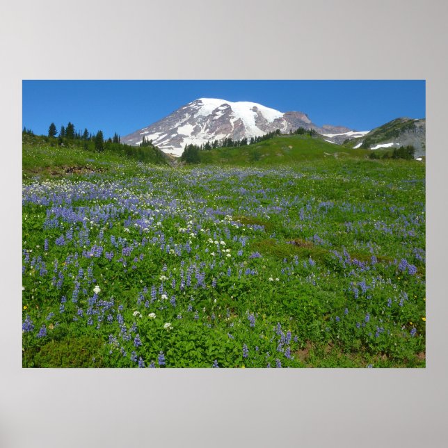 Affiche Mont Rainier avec des lupins violets (Devant)