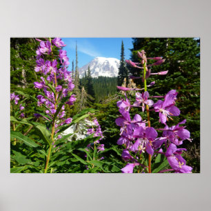 Affiche Mont Rainier entre les fleurs de phlox violettes
