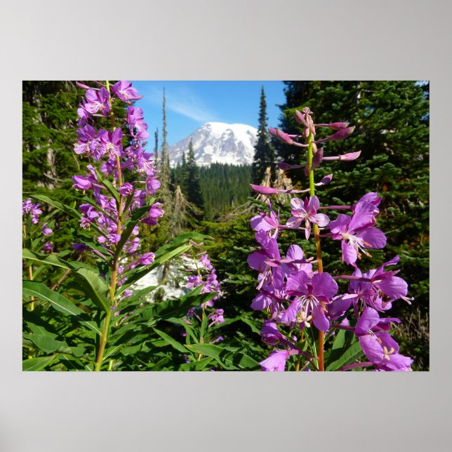 Affiche Mont Rainier entre les fleurs de phlox violettes (Devant)