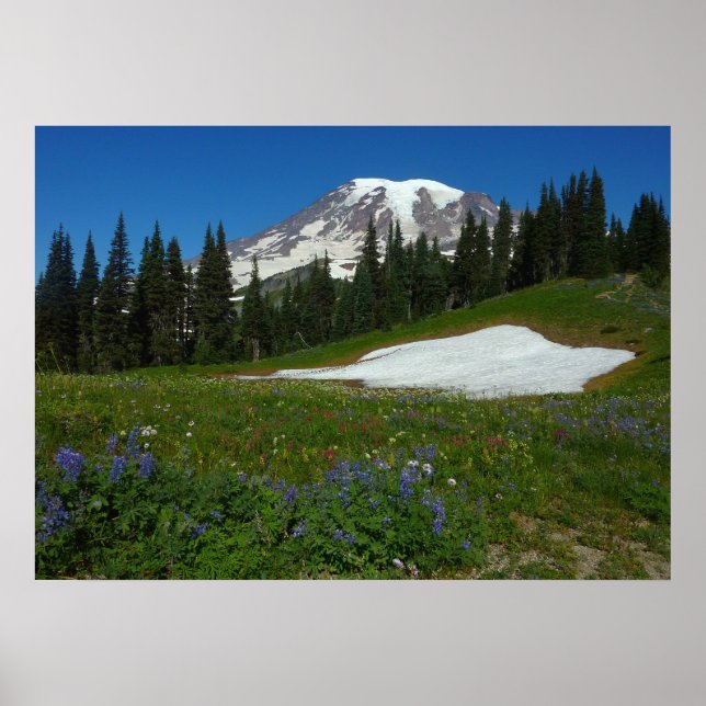 Affiche Mont Rainier, Fleurs sauvages et neige (Devant)