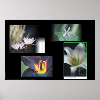 Affiche Montage floral