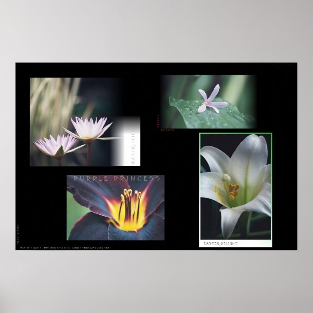 Affiche Montage floral (Devant)