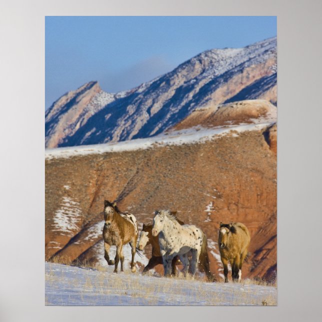 Affiche Montagnes Big Horn, Chevaux courant (Devant)