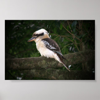Affiche Montagnes Bunya Kookaburra