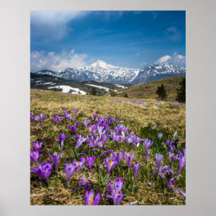 Affiche Montagnes et fleurs de crocus sur Velika Planina,
