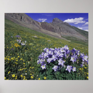 Affiche Montagnes et fleurs sauvages dans la prairie alpin
