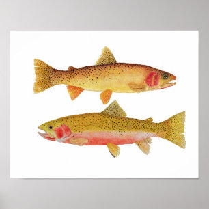 Affiche Montana Cuthroats