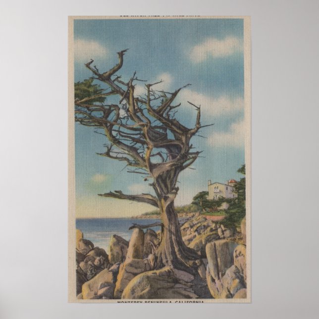Affiche Monterey, CA - Old Witch Tree sur 17 Mile (Devant)