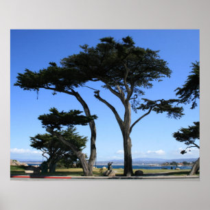 Affiche Monterey Cypress Tree, photo de la côte