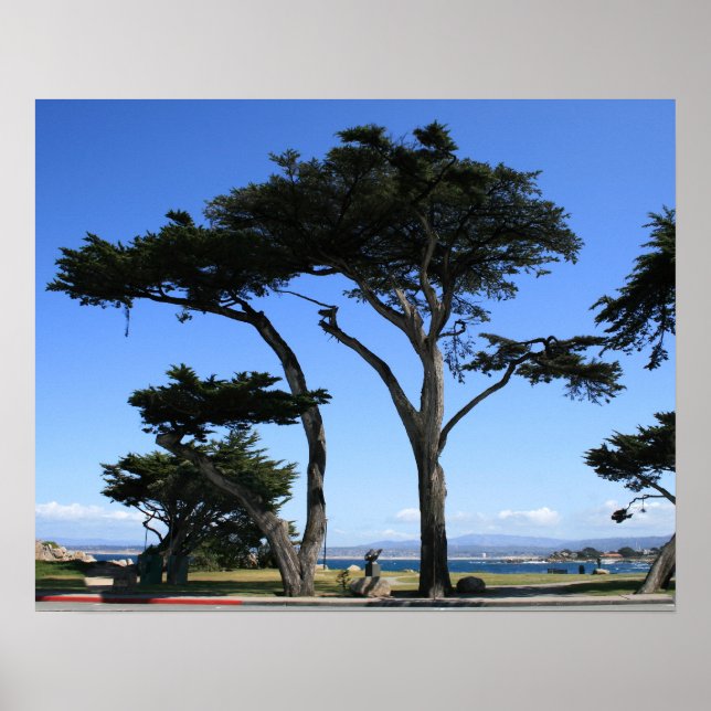Affiche Monterey Cypress Tree, photo de la côte (Devant)