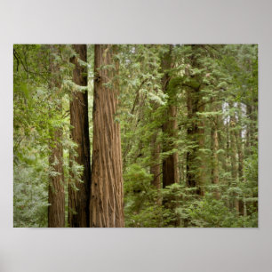 Affiche Monument national de Muir Woods, Nord