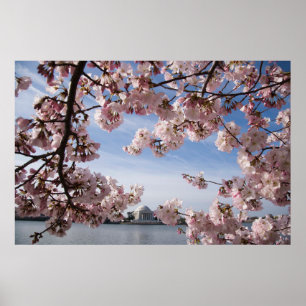 Affiche Monuments   Jefferson Memorial Cherry Blossoms