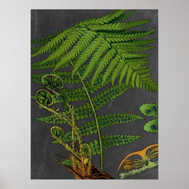 Affiche Moody Art Fern avec Arrière - plan Chalkboard no 8 (Devant)