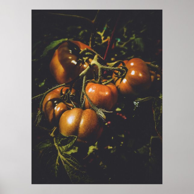 Affiche Moody Rustic Tomatoes Vintage Farmhouse Kitchen (Devant)