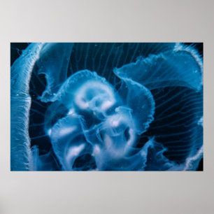 Affiche Moon Jelly