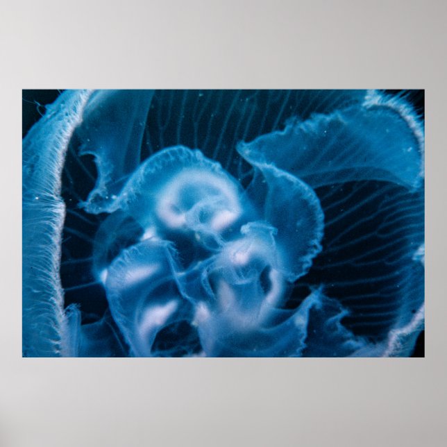 Affiche Moon Jelly (Devant)