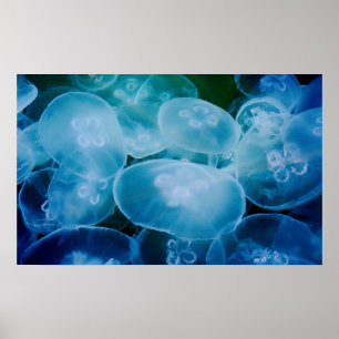 Affiche Moon Jellyfish