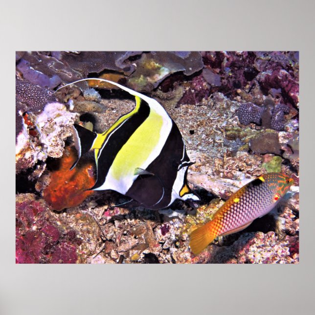 Affiche Moorish Idol and Wrasse (Devant)