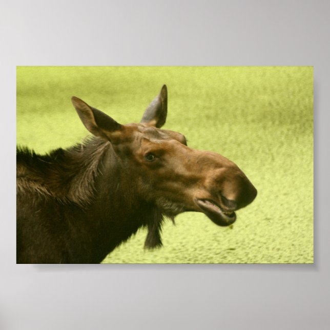 Affiche Moose A Dit Cake (Devant)