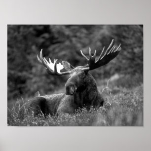 Affiche Moose Black White Photo Cabine russe moderne
