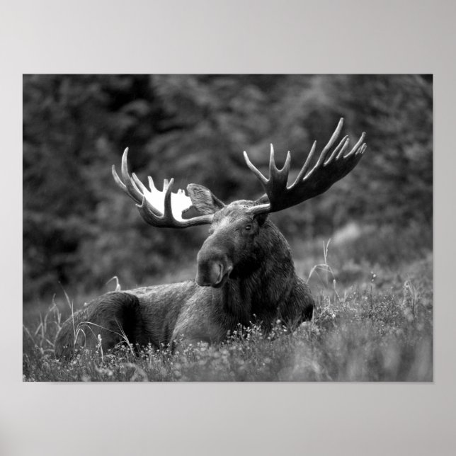 Affiche Moose Black White Photo Cabine russe moderne (Devant)