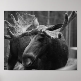 Affiche Moose BW