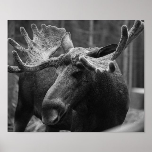 Affiche Moose BW (Devant)