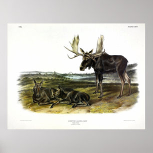 Affiche Moose Deer (Moose - Alces alces) par Audubon